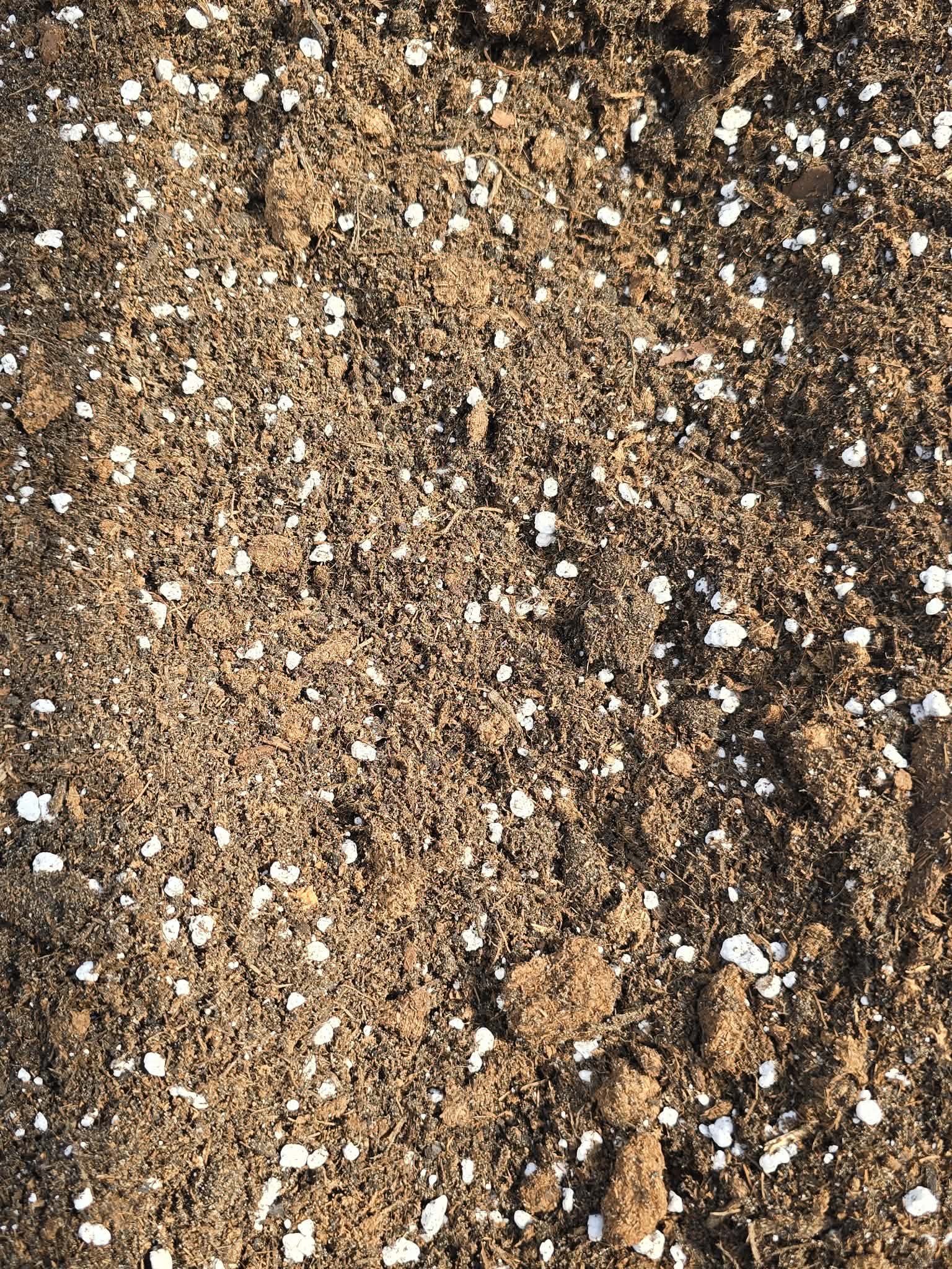 Mélange marantaceae