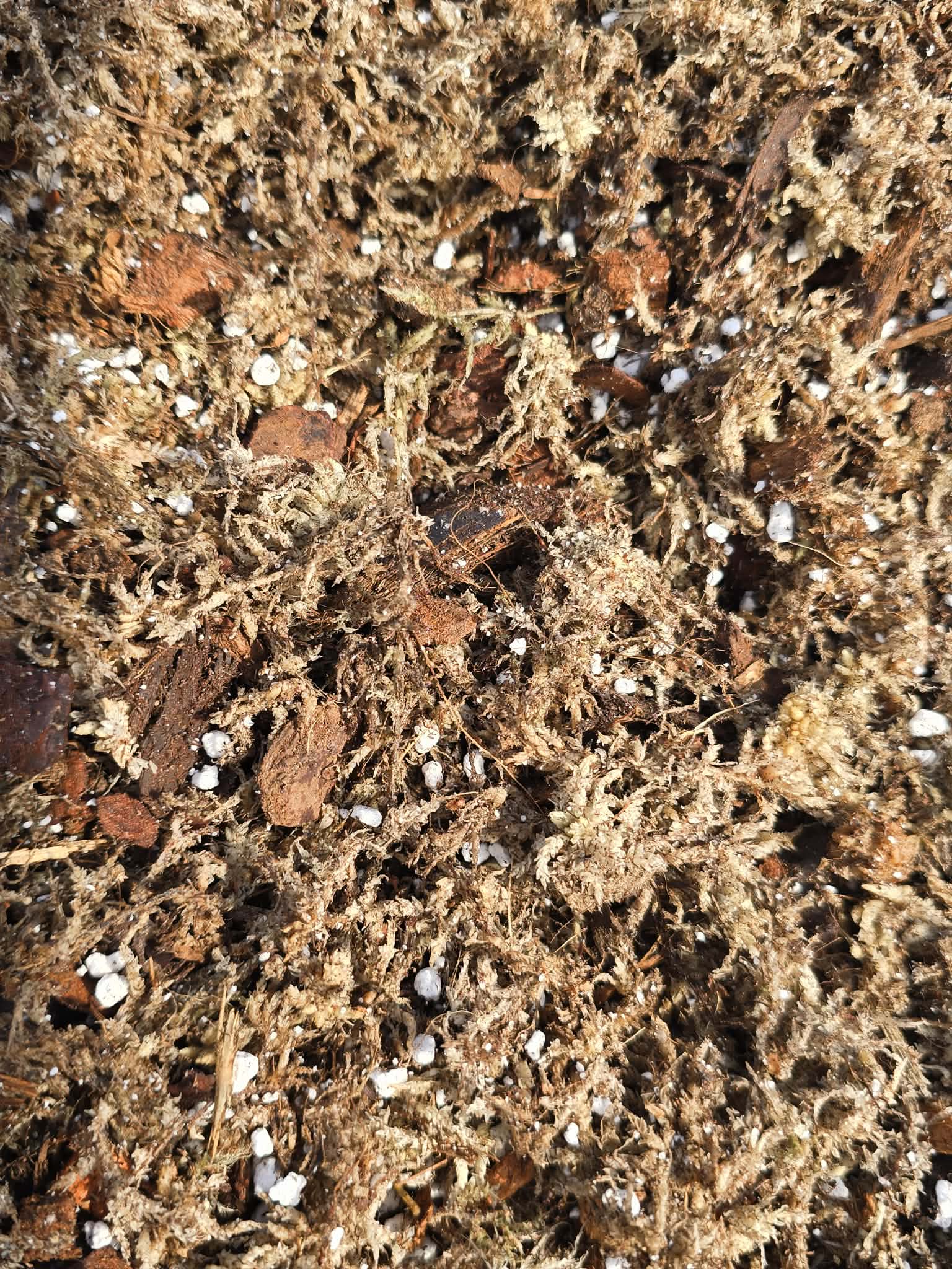 Mélange orchidacées