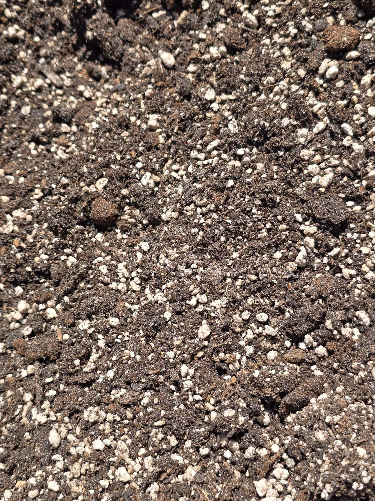 Mélange bégoniacées